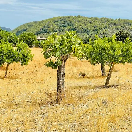 Wunderschoene Mit Wlan Und Heizung * Alcudia (Mallorca)